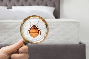 how to find out if you have bed bugs Denver